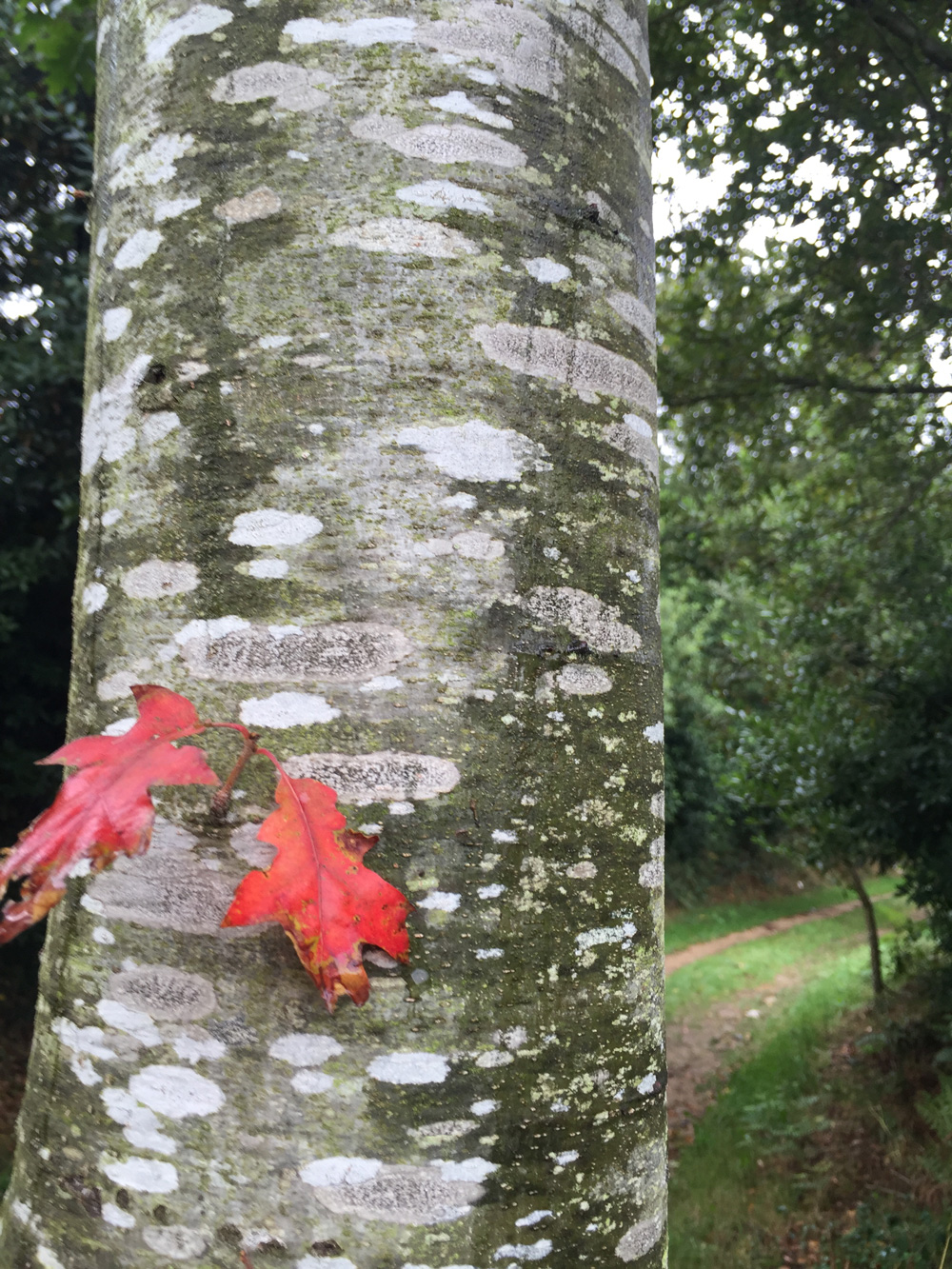 maple-leaves-taken-by-a-psychologist-