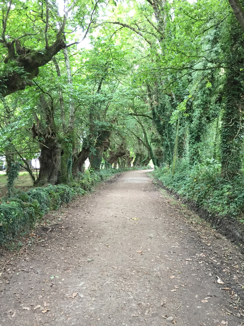 path-taken-by-a-psychologist-