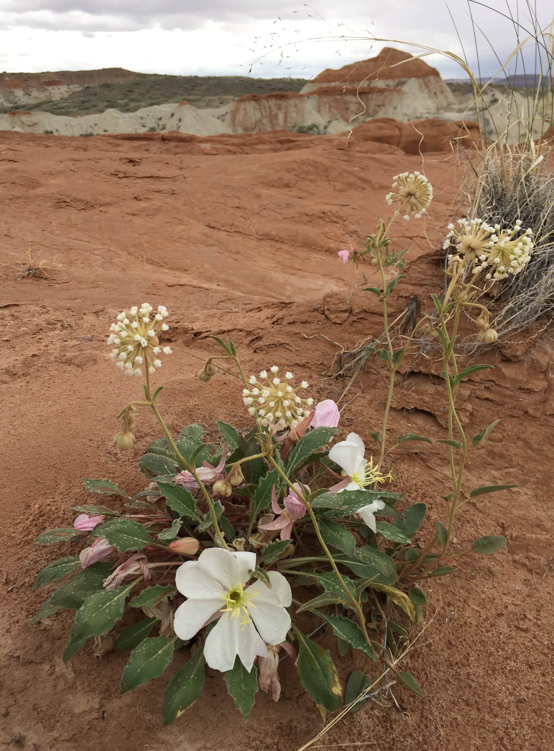 Utah Sego Lily Flower